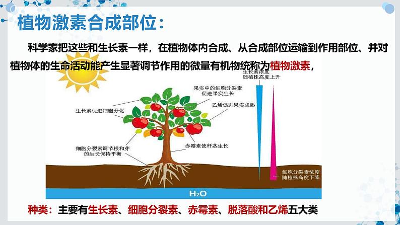 【沪科技版】生物选修一 5.2 植物激素及其类似物调节植物的生命活动（课件）第5页