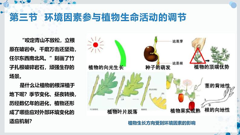 【沪科技版】生物选修一 5.3 环境因素参与植物生命活动的调节（课件）第2页