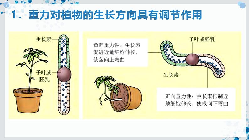 【沪科技版】生物选修一 5.3 环境因素参与植物生命活动的调节（课件）第4页