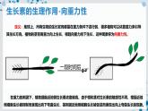 【沪科技版】生物选修一 5.3 环境因素参与植物生命活动的调节（课件）
