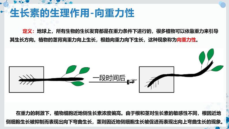 【沪科技版】生物选修一 5.3 环境因素参与植物生命活动的调节（课件）第5页