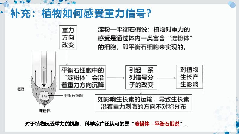 【沪科技版】生物选修一 5.3 环境因素参与植物生命活动的调节（课件）第7页