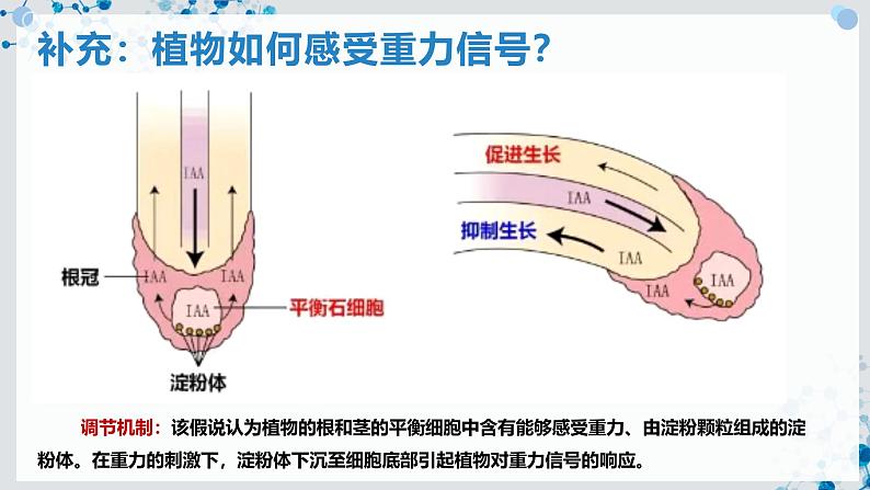 【沪科技版】生物选修一 5.3 环境因素参与植物生命活动的调节（课件）第8页