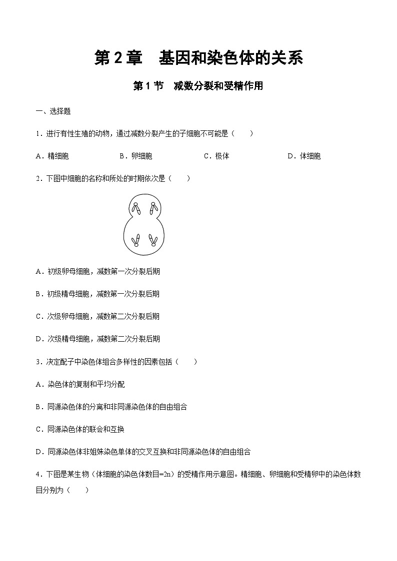 【新教材】2.12 减数分裂和受精作用 练习（2）（原卷版）第1页
