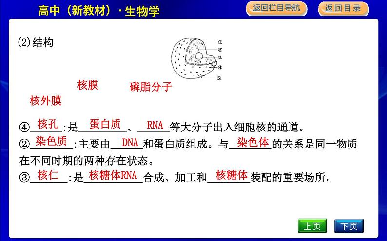 浙科版高中生物必修1第四节　细胞核是细胞生命活动的控制中心课件PPT05