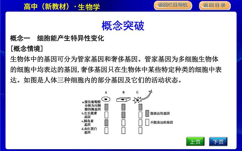 浙科版高中生物必修1第二节　细胞通过分化产生不同类型的细胞课件PPT06