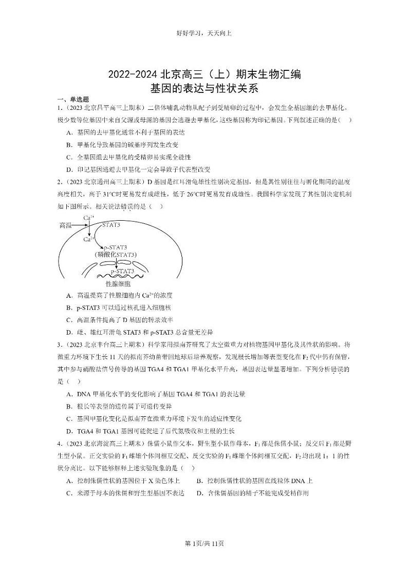 [生物]2022～2024北京高三上学期期末生物真题分类汇编：基因的表达与性状关系第1页