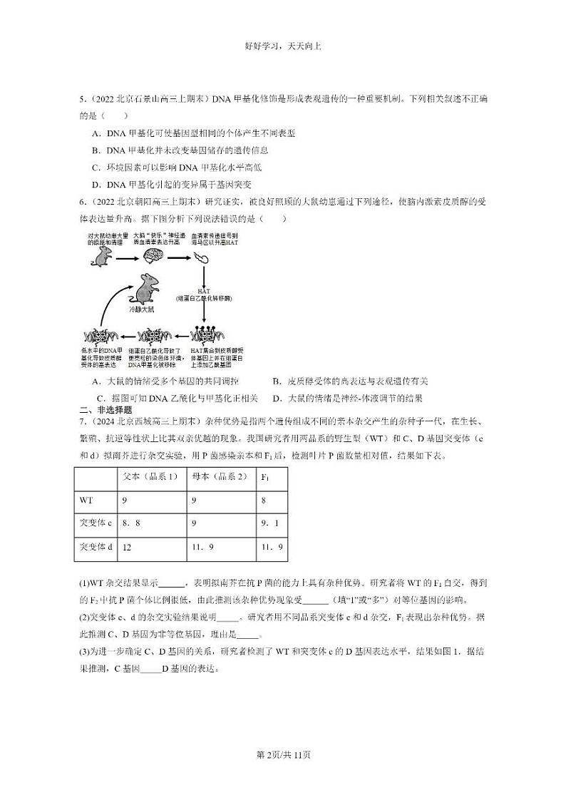 [生物]2022～2024北京高三上学期期末生物真题分类汇编：基因的表达与性状关系第2页