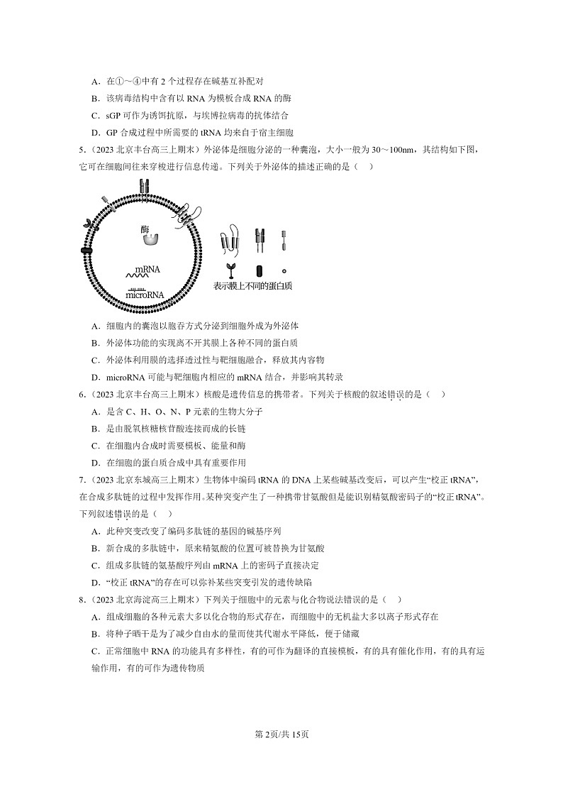 [生物]2022～2024北京高三上学期期末生物真题分类汇编：基因指导蛋白质的合成第2页