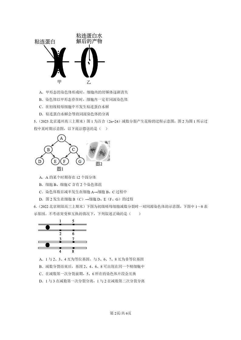 [生物]2022～2024北京高三上学期期末生物真题分类汇编：减数分裂和受精作用第2页