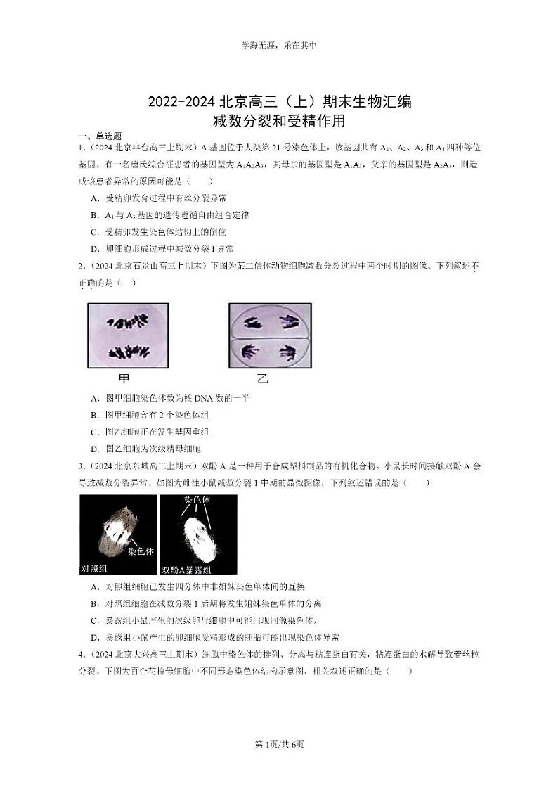 [生物]2022～2024北京高三上学期期末生物真题分类汇编：减数分裂和受精作用第1页