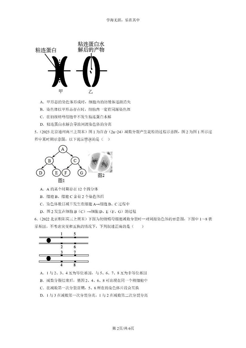 [生物]2022～2024北京高三上学期期末生物真题分类汇编：减数分裂和受精作用第2页