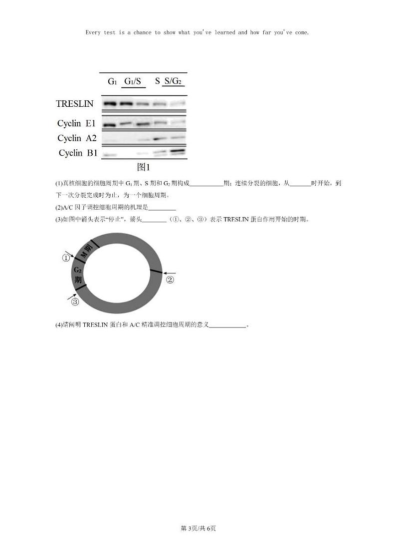 [生物]2022～2024北京高三上学期期末生物真题分类汇编：细胞的增殖第3页