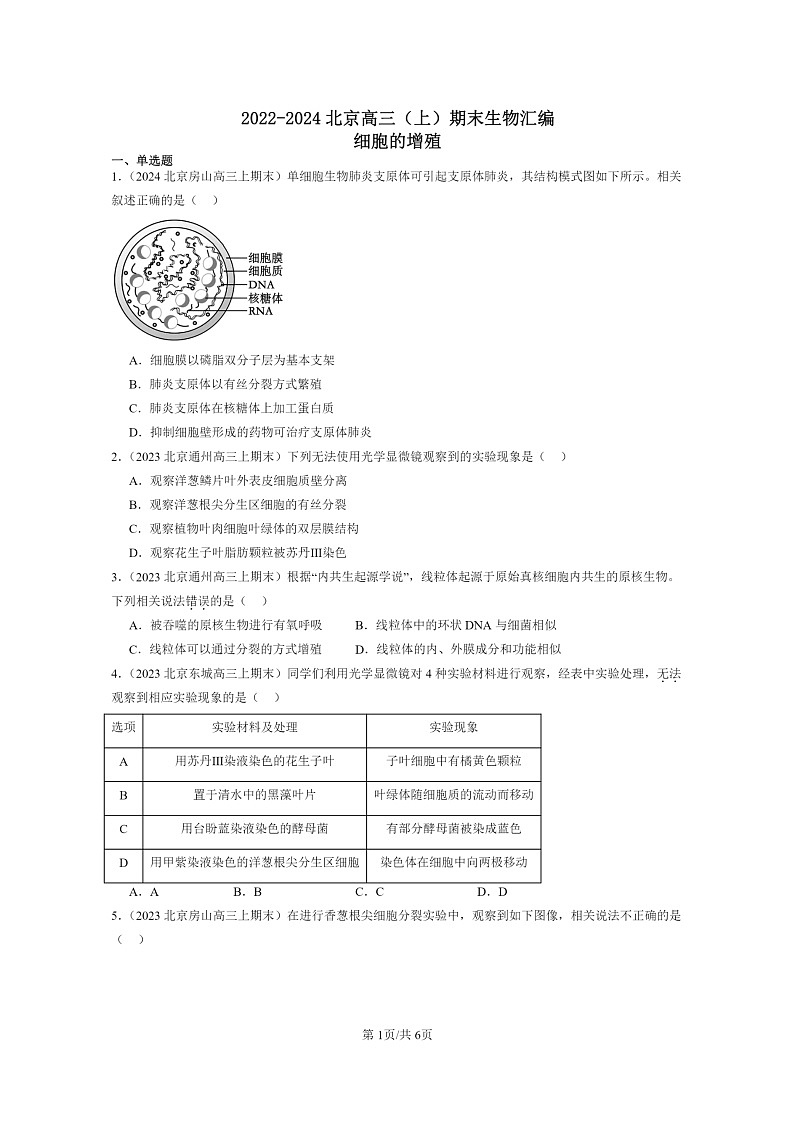 [生物]2022～2024北京高三上学期期末生物真题分类汇编：细胞的增殖第1页