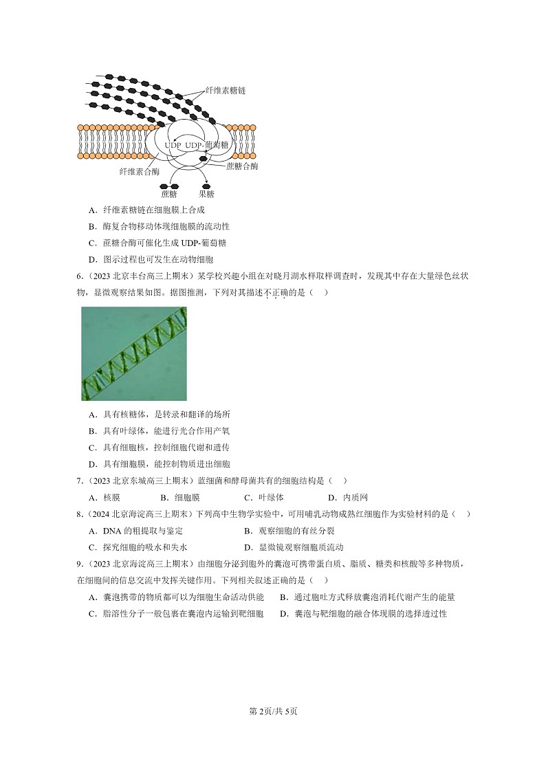 [生物]2022～2024北京重点校高三上学期期末生物真题分类汇编：细胞的基本结构章节综合第2页