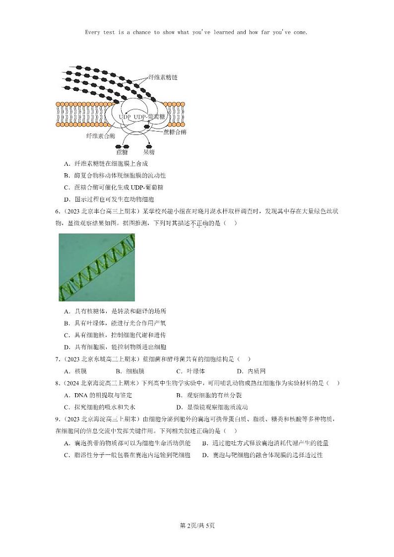 [生物]2022～2024北京重点校高三上学期期末生物真题分类汇编：细胞的基本结构章节综合第2页