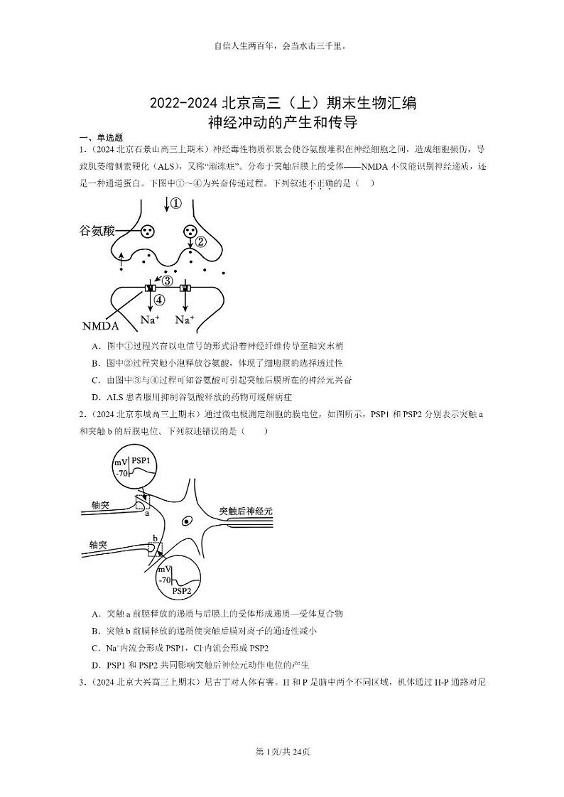 [生物]2022～2024北京高三上学期期末试题生物分类汇编：神经冲动的产生和传导01