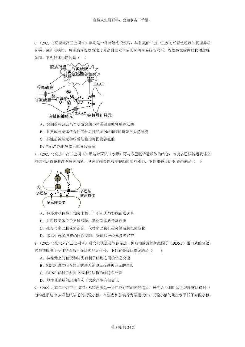 [生物]2022～2024北京高三上学期期末试题生物分类汇编：神经冲动的产生和传导03