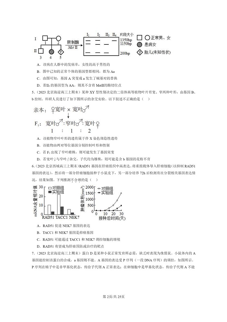 [生物]2022～2024北京重点校高三上学期期末生物分类汇编：基因突变和基因重组第2页