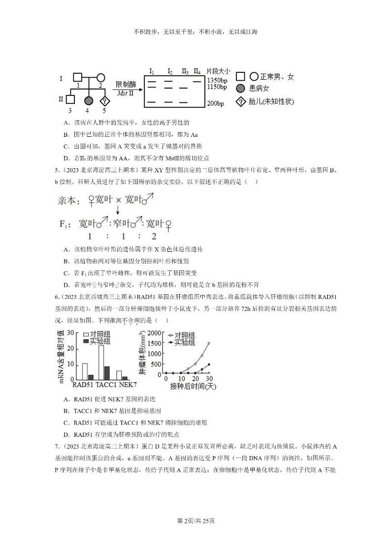 [生物]2022～2024北京重点校高三上学期期末生物分类汇编：基因突变和基因重组第2页