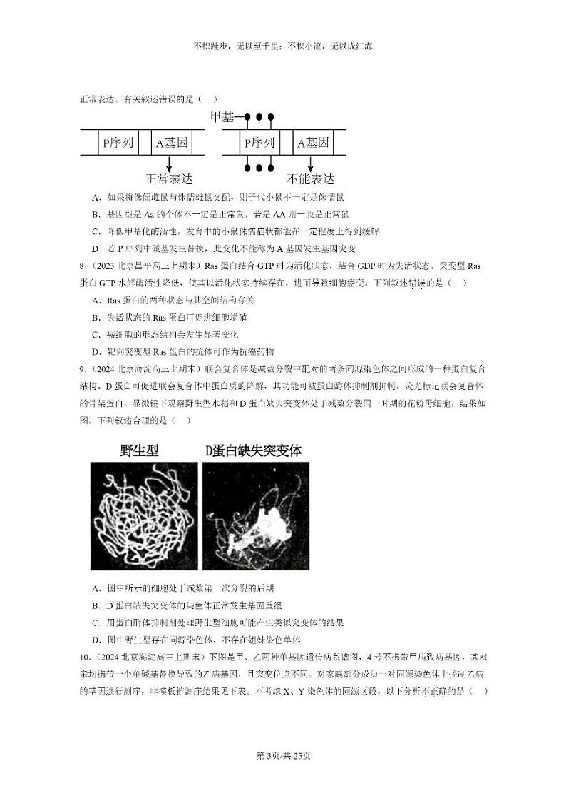 [生物]2022～2024北京重点校高三上学期期末生物分类汇编：基因突变和基因重组第3页