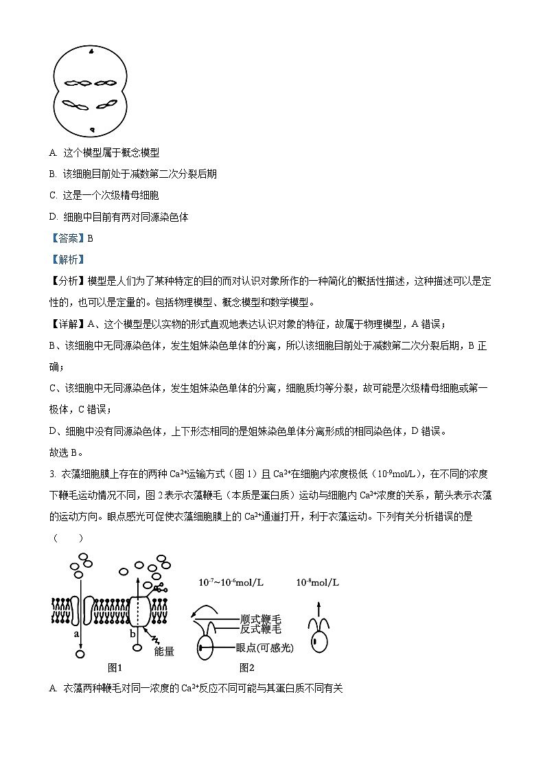 河南省洛阳市洛龙区洛阳市第一高级中学2024-2025学年高三上学期开学考试生物试题（解析版）第2页