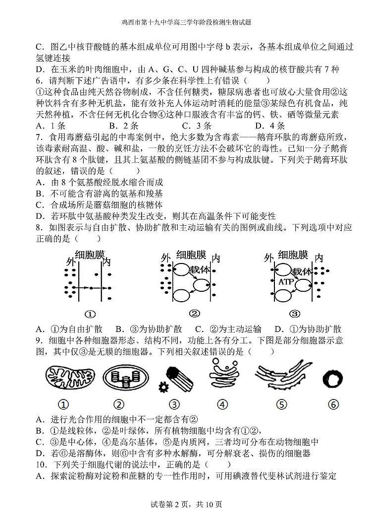 黑龙江省鸡西市第十九中学2024-2025学年高三上学期阶段检测生物试题02