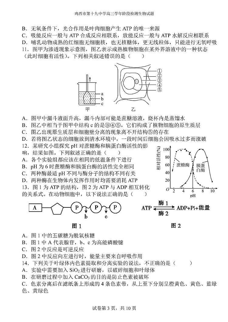 黑龙江省鸡西市第十九中学2024-2025学年高三上学期阶段检测生物试题03