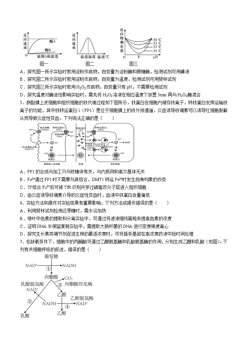 湖南省长沙市平高教育集团2024—2025学年高三上学期8月考试生物试题(无答案)第2页
