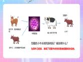 人教版（2019）高中生物必修一 3.3《细胞核的结构和功能》课件