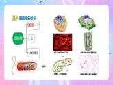 人教版（2019）高中生物必修一 3.3《细胞核的结构和功能》课件