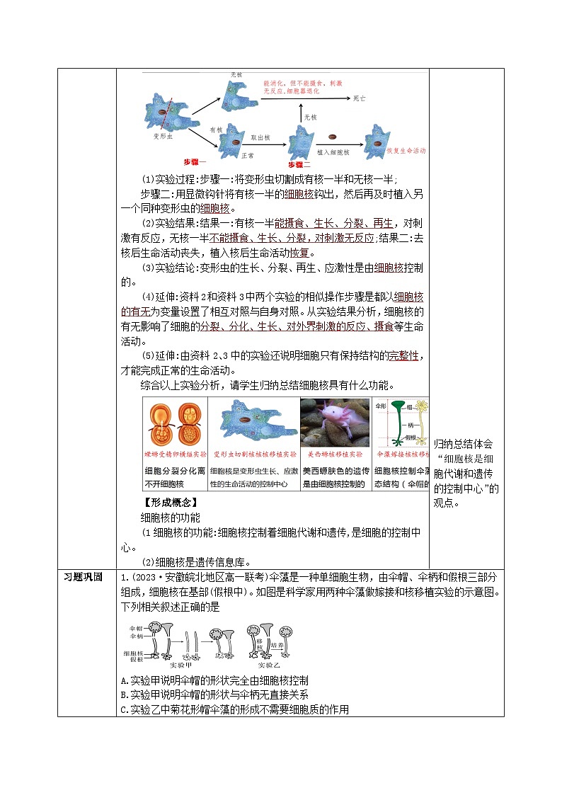人教版（2019）高中生物必修一 3.3《细胞核的结构和功能》教案03