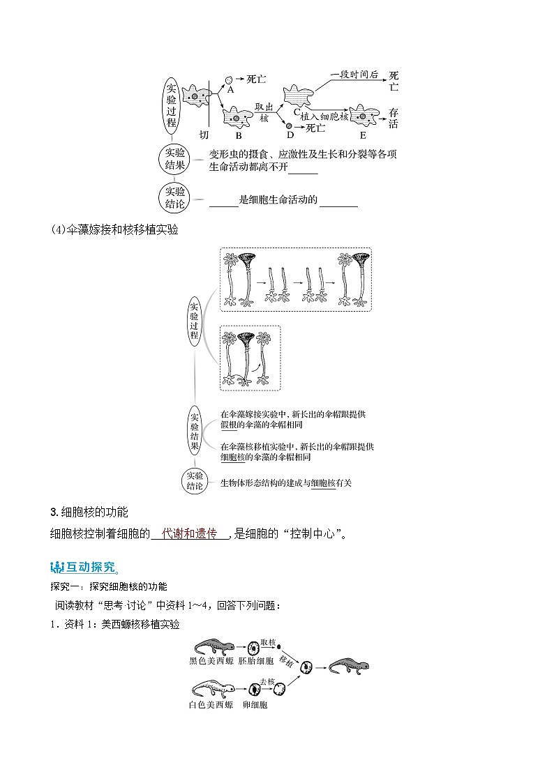 人教版（2019）高中生物必修一 3.3《细胞核的结构和功能》导学案（原卷+解析卷）02