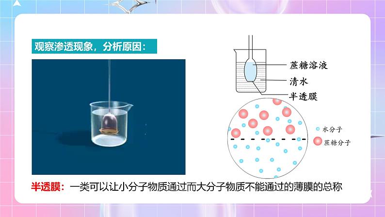 人教版（2019）高中生物必修一 4.1.1《水进出细胞的原理》课件05