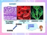 人教版（2019）高中生物必修一 4.2《主动运输与胞吞、胞吐》课件