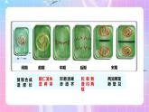 人教版（2019）高中生物必修一 6.1.2《细胞的增殖》课件