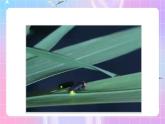 人教版（2019）高中生物必修一 5.2《细胞的能量“货币”ATP》课件