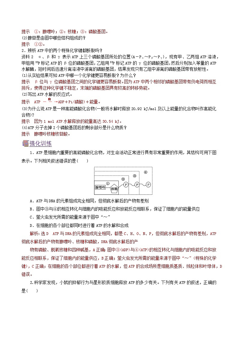 人教版（2019）高中生物必修一 5.2《细胞的能量“货币”ATP》导学案（原卷+解析卷）02