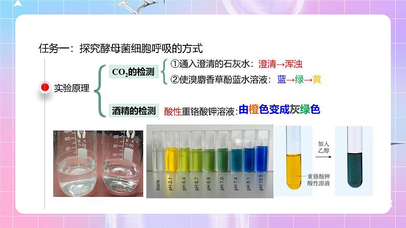 人教版（2019）高中生物必修一 5.3.1《细胞呼吸的方式和有氧呼吸》课件05