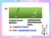 人教版（2019）高中生物必修一 5.4.1《捕获光能的色素和结构》课件