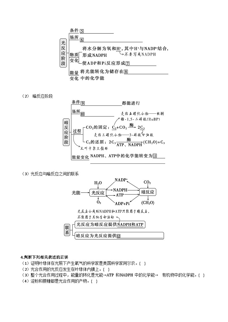 人教版（2019）高中生物必修一 5.4.2&5.4.3《光合作用的原理和应用》导学案（原卷版）第2页