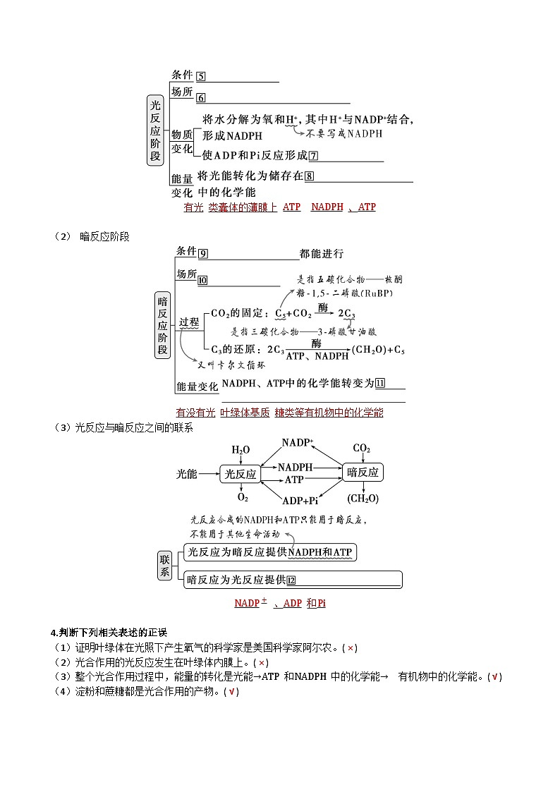 人教版（2019）高中生物必修一 5.4.2&5.4.3《光合作用的原理和应用》导学案（解析版）第2页