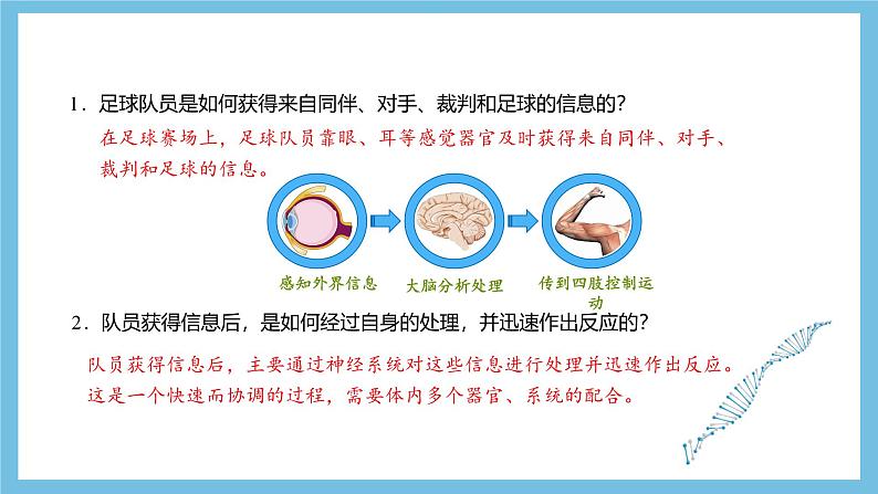 人教版高二生物选择性必修一 2.1 《神经系统的结构基础》课件04