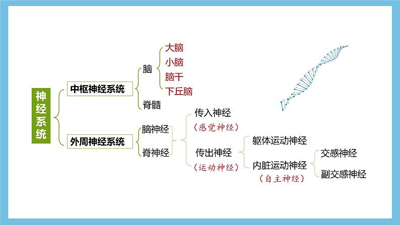 人教版高二生物选择性必修一 2.1 《神经系统的结构基础》课件07