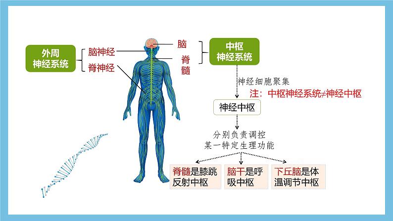 人教版高二生物选择性必修一 2.1 《神经系统的结构基础》课件08