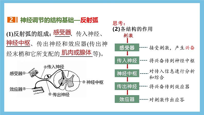 人教版高二生物选择性必修一 2.2 《神经调节的基本方式》课件第8页