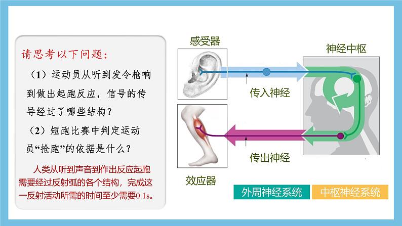 人教版高二生物选择性必修一 2.3.1 《兴奋在神经纤维上的传导》课件05