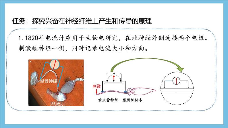 人教版高二生物选择性必修一 2.3.1 《兴奋在神经纤维上的传导》课件06