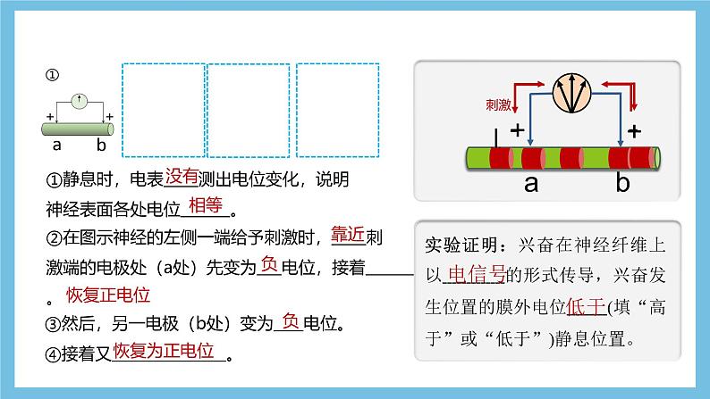 人教版高二生物选择性必修一 2.3.1 《兴奋在神经纤维上的传导》课件07