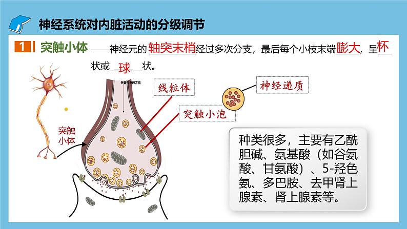 人教版高二生物选择性必修一 2.3.2 《兴奋在神经纤维上的传导》课件第5页